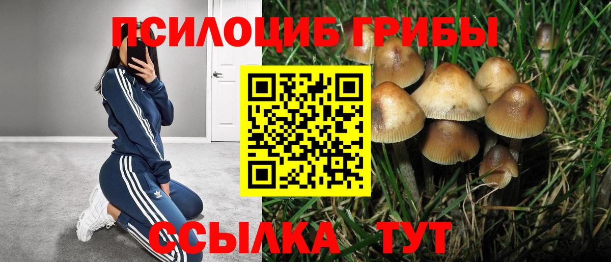 Галлюциногенные грибы Psilocybine cubensis  дарнет шоп  Вход с VPN  Волхов  Галлюциногенные грибы мицелий 
